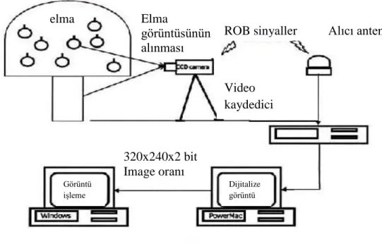 ġekil 2.6. Elma hasadında robot uygulamasında elmaların yerlerinin görüntü iĢleme sistemi  ile tahmin blok diyagramı (Bulanon ve ark