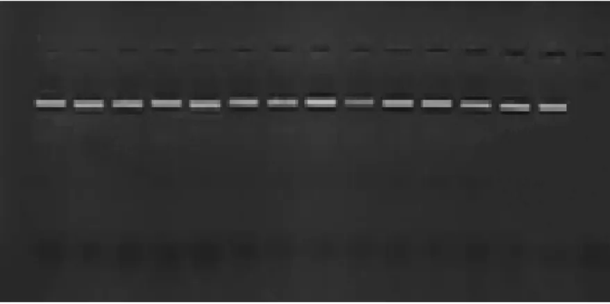 Şekil 4.3. VMC2C3 lokusuna ait allelerin PCR sonrası jel görüntüsü 