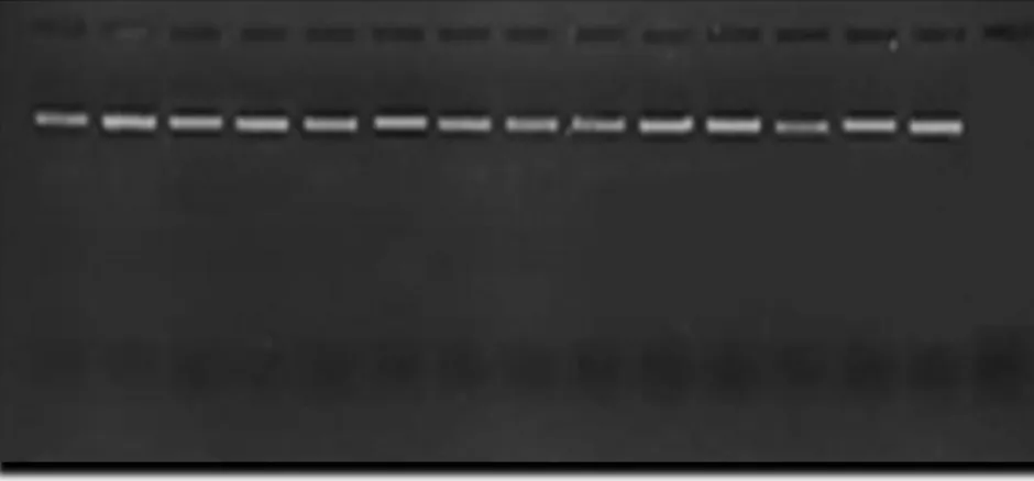 Şekil 4.6. VVMD28  lokusuna ait allellerin PCR sonrası jel görüntüsü 