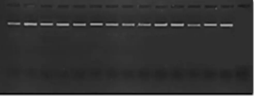 Şekil 4.10. VVS1 lokusuna ait allellerin PCR sonrası jel görüntüsü