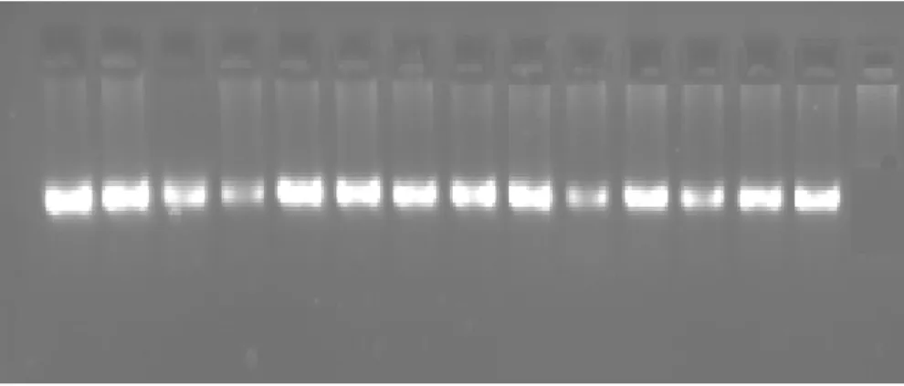 Şekil 4.12. VVMD7 lokusuna ait allellerin PCR sonrası jel görüntüsü