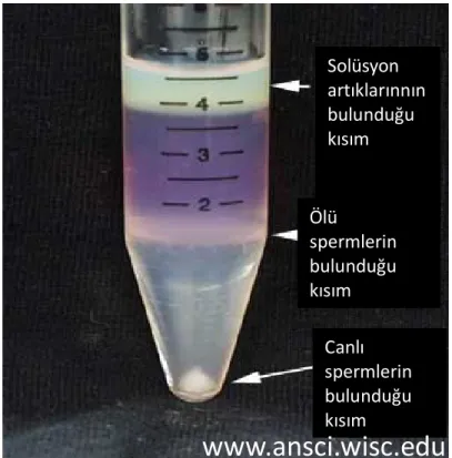 Şekil 2.6. Percoll dereceli sperm ayrıştırma sonrası  