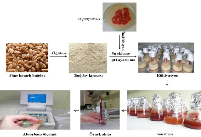 Şekil 3.2. Kırmızı pigment üretim aşamaları