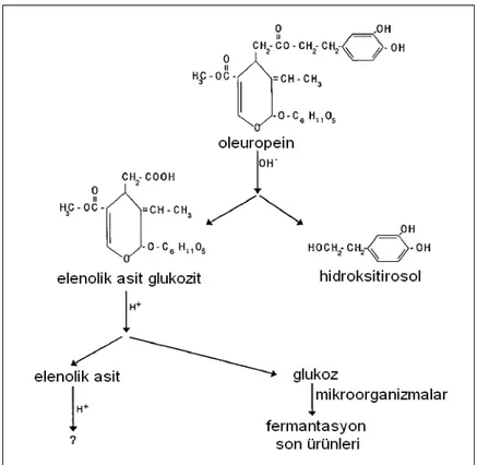 Şekil 2.2. İspanyol yöntemi ile zeytin işlemede oleuropeinin parçalanma ürünlerine dönüşümü        (Brenes ve Castro 1998) 