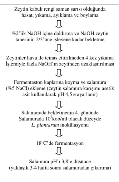 Şekil 3.2.2.1. Yeşil zeytin üretim akış şeması Zeytin kabuk rengi saman sarısı olduğunda 