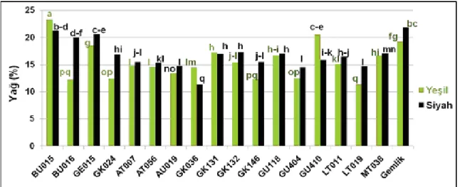 Şekil 4.1.2.1. Birinci yıl yeşil ve siyah hasat edilen zeytinlerin yağ içerikleri (%) 