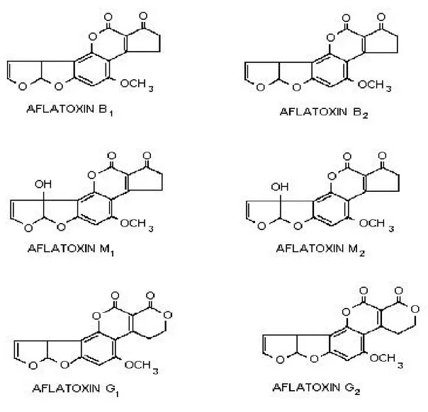 Şekil 2. 1.  Aflatoksinlerin molekül yapısı (Betina 1989, Taydaş 1993) 