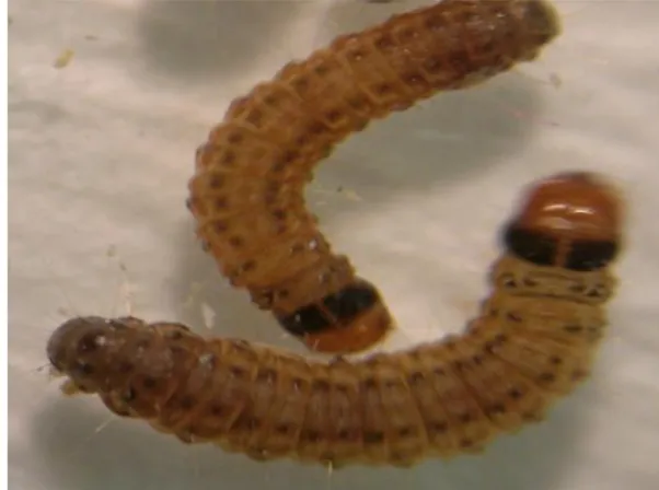 ġekil 3.1. Cadra cautella larvası 