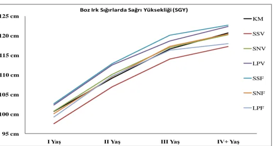 Şekil 4.3. Boz Irk Sığırlarda yaĢ ve metotlara göre sağrı yüksekliği  