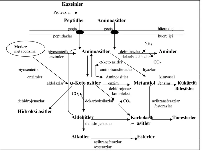 Şekil  2.3.  Hücre  içi  aminoasitler  ve  α-keto  asitlere  dönüşümün  ve  potansiyel  aroma  bileşiklerine gidişin genel özeti (Altun 2003)