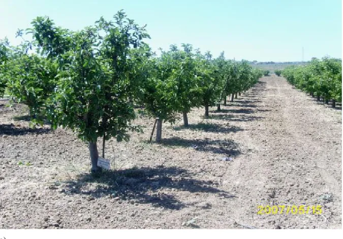 Şekil 3.4. MM 106 anacı üzerine aşılı Starkrimson elma çeşidinde kimyasal uygulama  döneminde ağaçların (a) ve meyve hüzmelerinin genel görünümü (b)