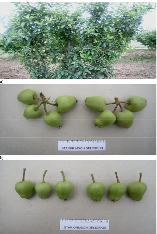 Şekil 3.6. MM 106 anacı üzerine aşılı Starkrimson Delicious elma çeşidinde elle seyreltme  dönemindeki küçük meyvelerin; ağaçta (a) hüzmede (b) ve tek olarak görünümleri 