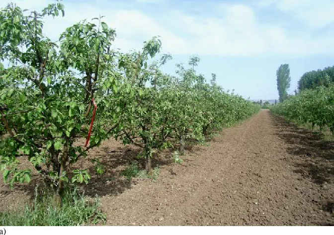 Şekil 3.7. MM 106 anacı üzerine aşılı Granny Smith elma çeşidinde kimyasal uygulama  döneminde ağaçların (a)  ve meyve hüzmelerinin genel görünümü (b) 