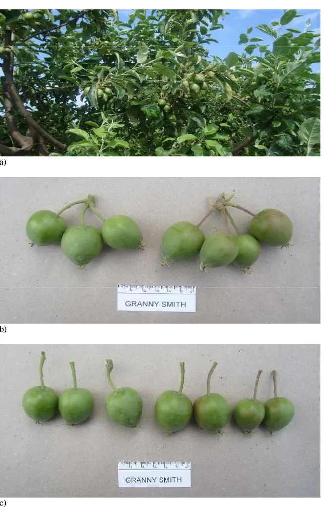Şekil 3.9. MM 106 anacı üzerine aşılı Granny Smith elma çeşidinde elle seyreltme  dönemindeki küçük meyvelerin ağaçta (a), hüzmede (b) ve tek görünümleri(c) 