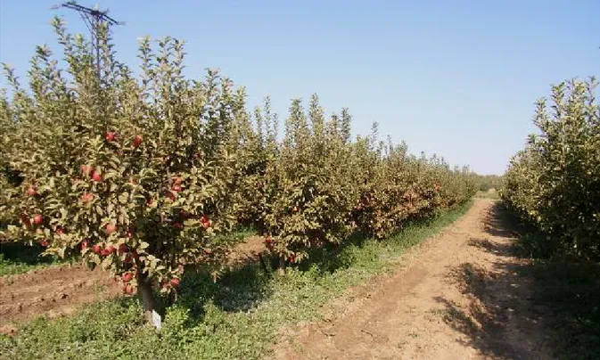 Şekil 3.10. MM 106 anacı üzerine aşılı Starkrimson Delicious elma çeşidinde hasat  döneminde ağaçlarının genel görünümü 