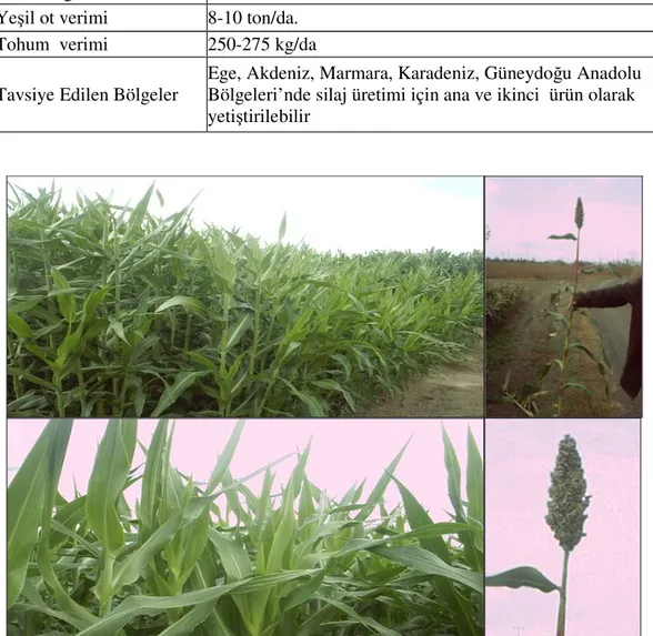 Çizelge 3.4. Rox çeşidinin bitkisel özellikleri 