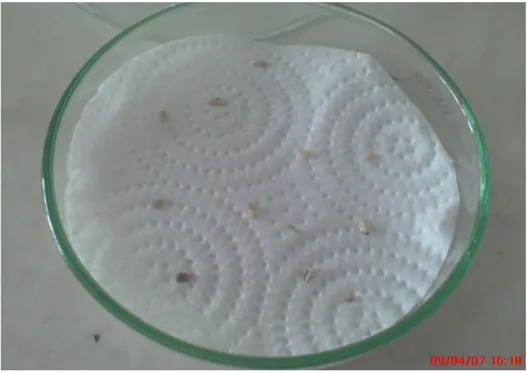Şekil 3.15. Steril petri kaplarında çimlendirme işlemi (orijinal) 