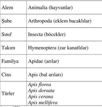 Çizelge 1.1. Bal arısı ırklarının sınıflandırılması 