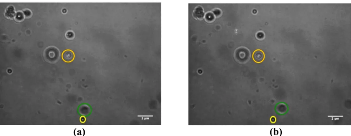 Figure 6.1: Trapped polystyrene bead by laser 1. The trapped polystyrene beads  were shown in orange circle