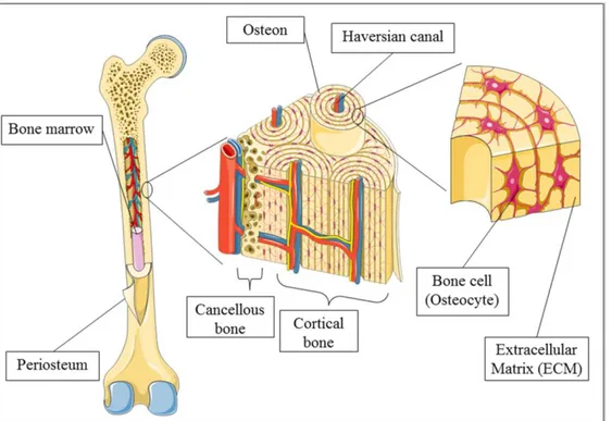 Figure 2:  Schematic overview of bone [11] 