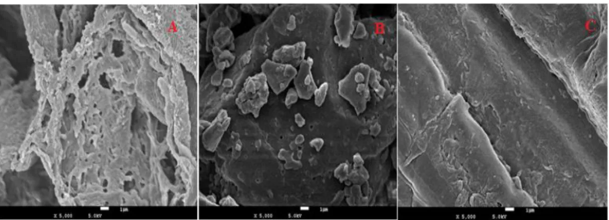 Figure 3.1: SEM images of lignin samples from A) Turkish Vine stem, B) Commercial  lignin, and C) Turkish Pine 