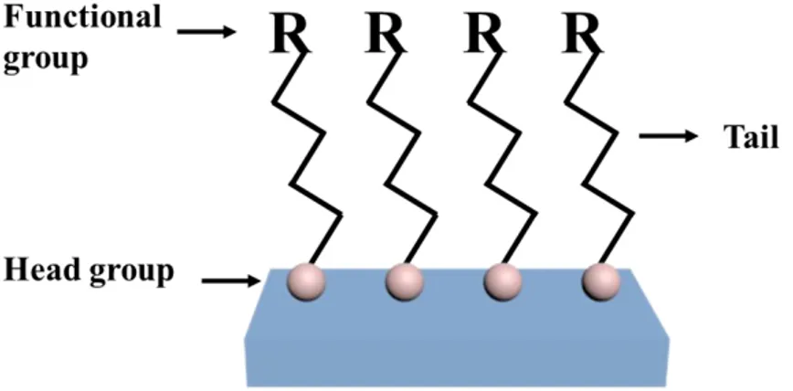Figure 3.2 : Structure illustration of self-assembly monolayers (SAMs).  SAMs  have  been  recently  used  to  produce  n-  and  p-type  graphene  by  controlling  charge  carrier  of  graphene  [131-134]