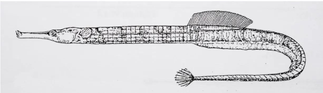 Şekil 8. S. acus genel morfolojisi (Dawson, 1986). 