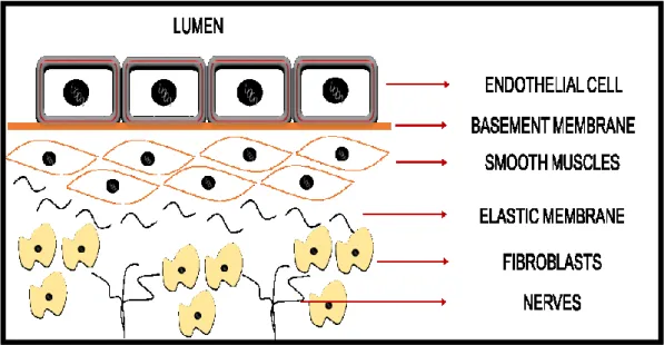 Figure 1. 2:  HUVEC location in vascular structure.  1.2.3 Serum in microtissues 