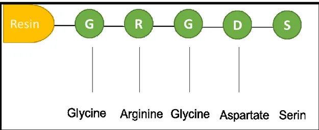 Figure 1. 3: GRGDS peptides structure in solid phase peptide synthesis.  1.2.5 Vascularization 