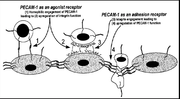 Figure 1. 5:  PECAM molecules and roles [68].  Vascular endothelial (Ve) cadherin 