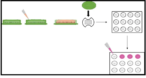 Figure 2. 1:  Fabrication of microtissue.  2.4   FBS Experiment 