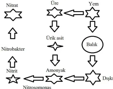 Şekil 1.1 Azot Döngüsü 