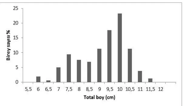 Şekil 3.4 A.forskalii dişi bireylerin total boy dağılımı 