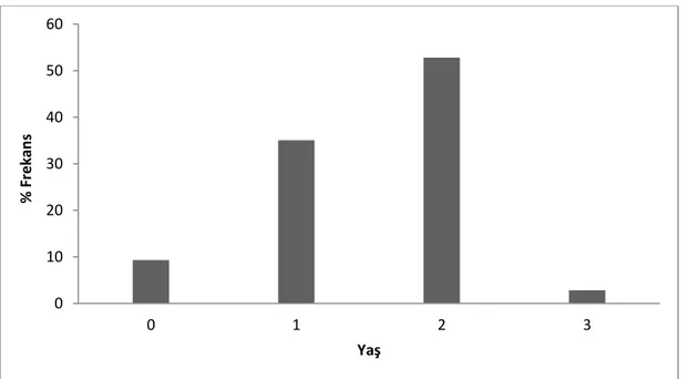 Şekil 3.8 A. forskalii populasyonunun genel yaş dağılımı  