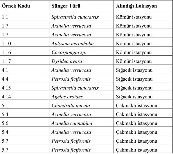 Çizelge 4.1.1. Projede kullanılan sünger örnekleri ve lokasyonları. 