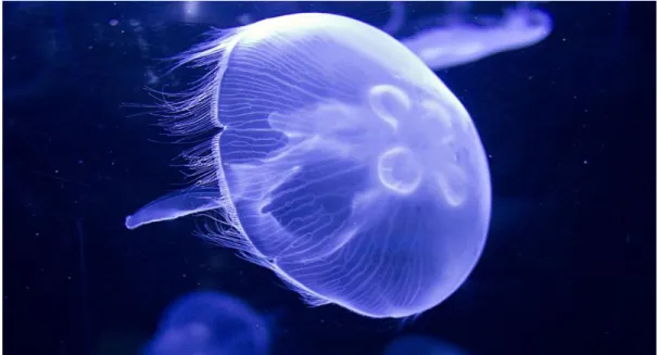 Şekil 4. Aurelia aurita Genel Görünüş (https://www.aquariumgalleryperth) 