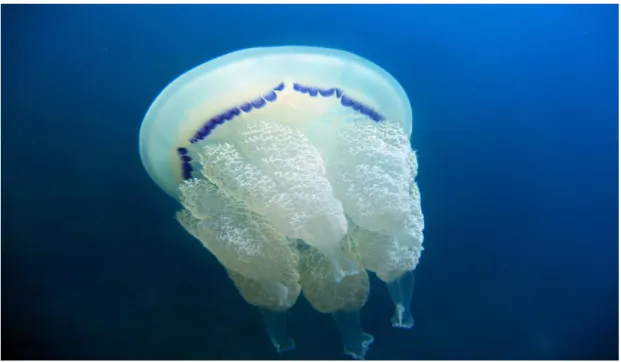Şekil 7. Rhizostoma pulmo Genel Görünüş (https://commons.wikimedia.org) 