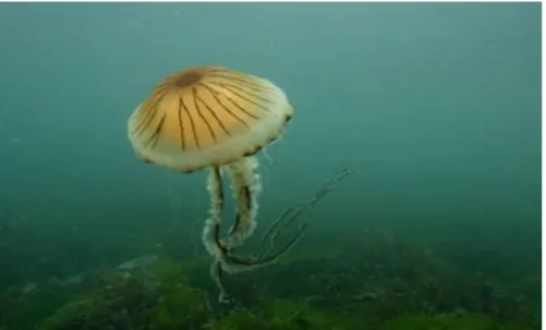 Şekil 15: Chrysaora hysoscella Genel Görünüşü (http://makingwavesproject.org.uk)  3.3