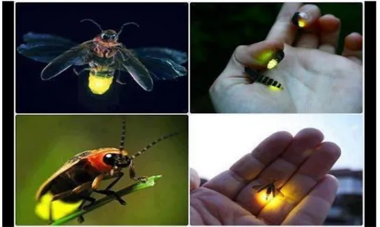 Figure 3.1 :  Fireflies in nature [84].  3.2 Firefly Algorithm (FA) 