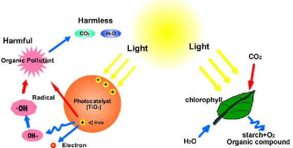 Figure  2.1:  Schematic  illustration  of  the  formation  of  photocatalytic  reaction  belonging  to  both man-made nano TiO2 catalysts and natural chlorophyll catalysts [69]