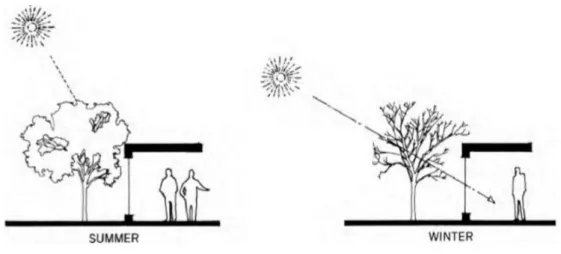 Figure 2.8 : Deciduous tree in winter and in summer [30]. 