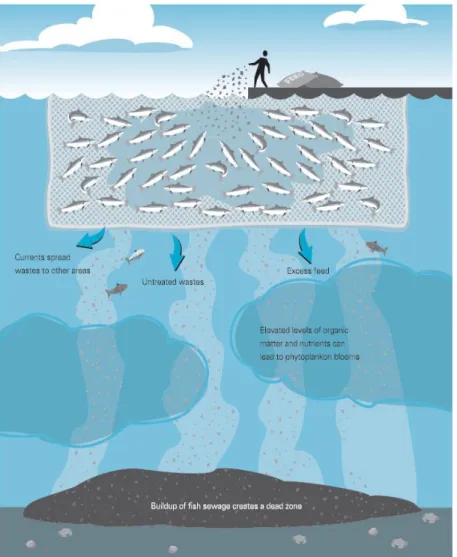 Şekil 1.1: Yetiştiricilik yapılan alanlarda tüketilmeyen yemlerin ve balık dışkılarının  su kolonunda ve sedimentte birikimi (Anonim, 2016)