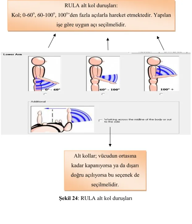 Şekil 24: RULA alt kol duruşları RULA alt kol duruşları: 