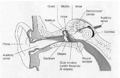 Figure 1.1: Cross-section of the human ear [3]. 
