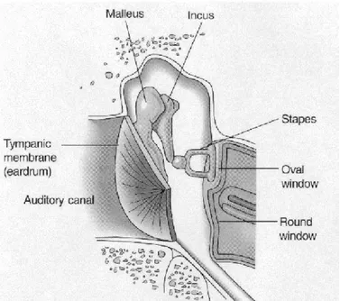 Figure 1.2: The middle ear [3].  1.1.1.3  The inner ear 