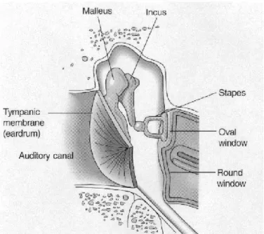 Figure 1.2: The middle ear [3].  1.1.1.3  The inner ear 