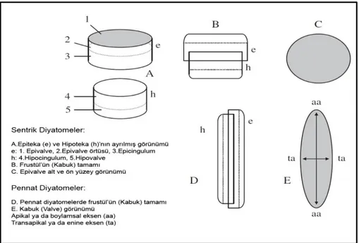 Şekil 1.6.2.1: Pennat ve Sentrik Diyatomelerde Frustül Yapısı (Bellinger ve Sigee,  2010)