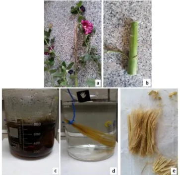 Figure 2.1: Fiber extraction process a) fresh plant, b) cleaned part of stem, c) NaOH boiling,      d) warm water washing, e) chemically extracted fibers