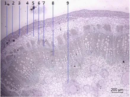 Figure 3.1: Optical Microscope image of Althaea officinalis stem cross section, 1)epidermis,    2)hypodermis, 3)collenchyma, 4)epidermis, 5)parenchyma, 6)sclerenchyma,     7)phloem, 8)xylem, and 9)pith [34]