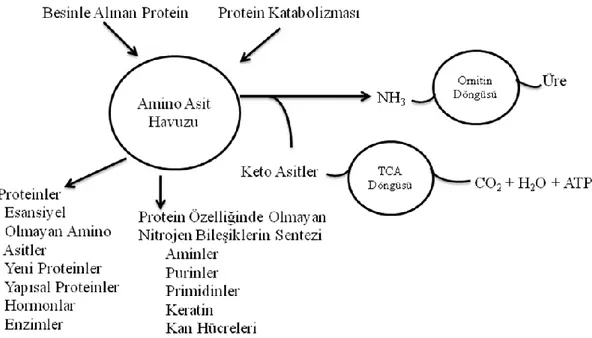 Şekil 1.1: Protein ve amino asit metabolizmasının genel akış şeması (Walton, 1985).